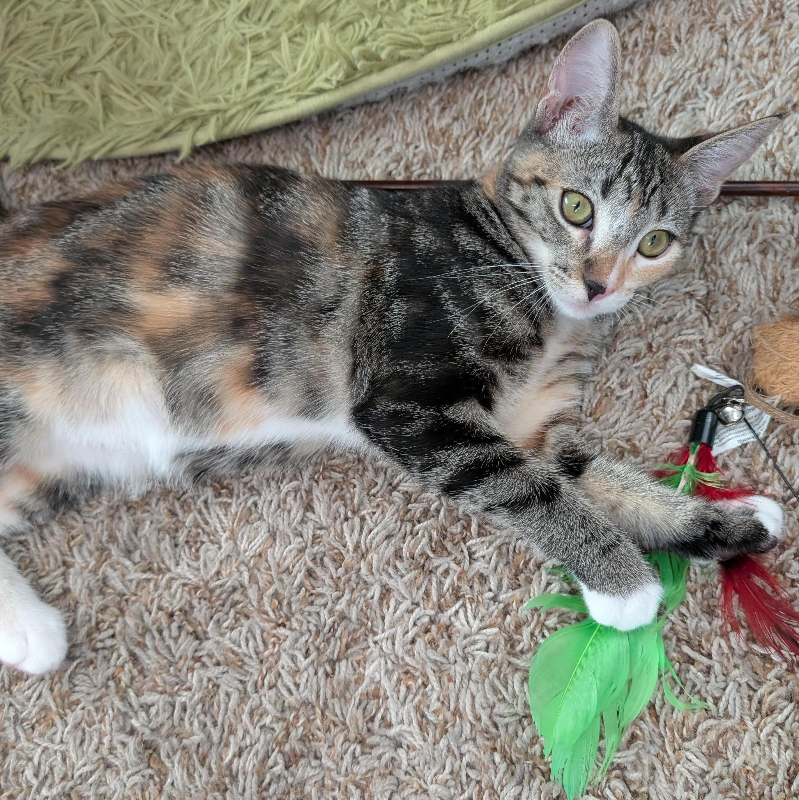 Enlarge Missy (A140065), a ADOPTABLE mixed breed in Burbank, CA image 4/4