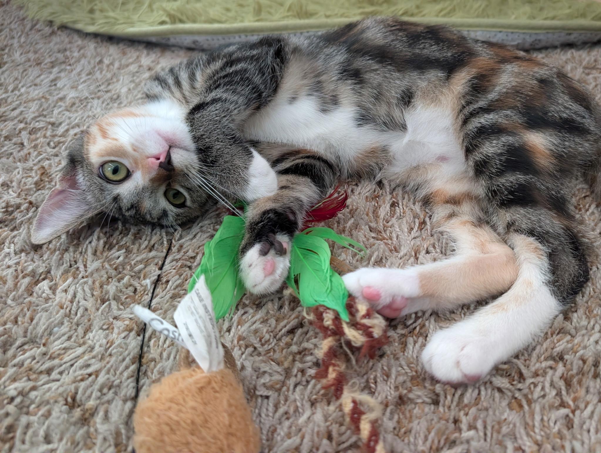 Enlarge Missy (A140065), a ADOPTABLE mixed breed in Burbank, CA image 3/4