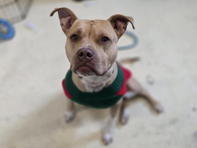 Enlarge BUDDY MARTIN, a Adoptable Pit Bull Terrier in Aliquippa, PA image 1/1