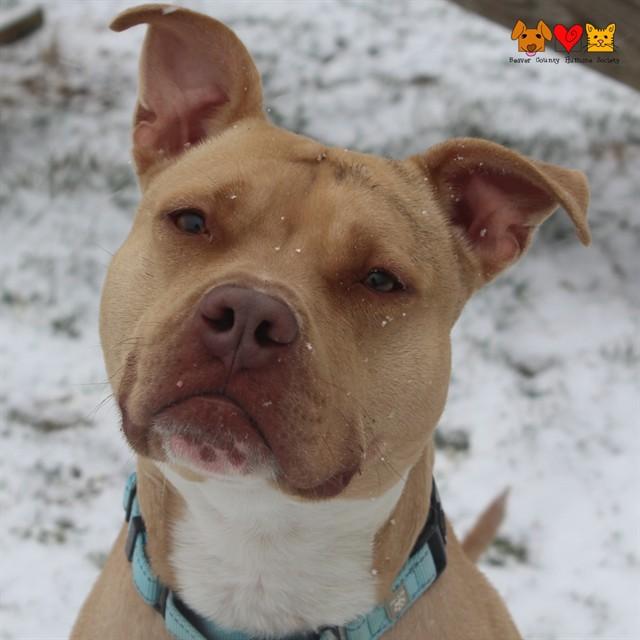 BUDDY MARTIN, Adoptable, Adult Male Pit Bull Terrier.