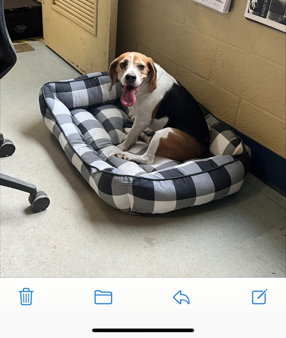Ziti, Adopted, Adult Male Beagle.
