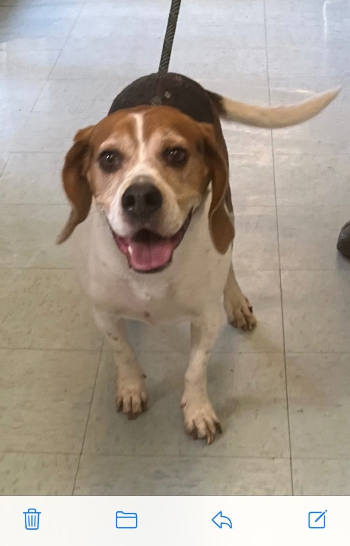 Enlarge Ziti, a Adopted Beagle in new york, NY image 2/2