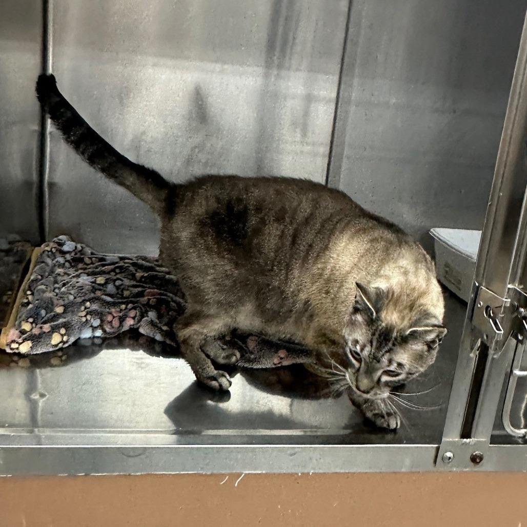 Mikey, Adoptable, Adult Male Domestic Short Hair.