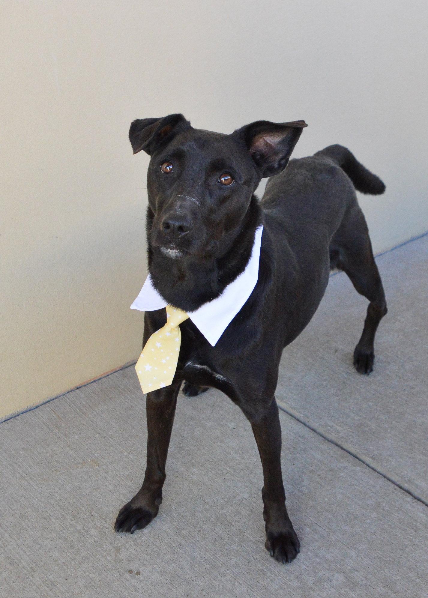 Smokey (In Foster), Adoptable, Adult Male Labrador Retriever.