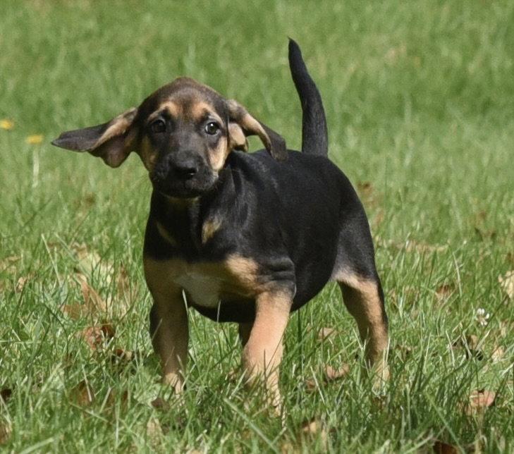 Enlarge Travis, a Adoptable mixed breed in Mechanicsburg, PA image 1/3