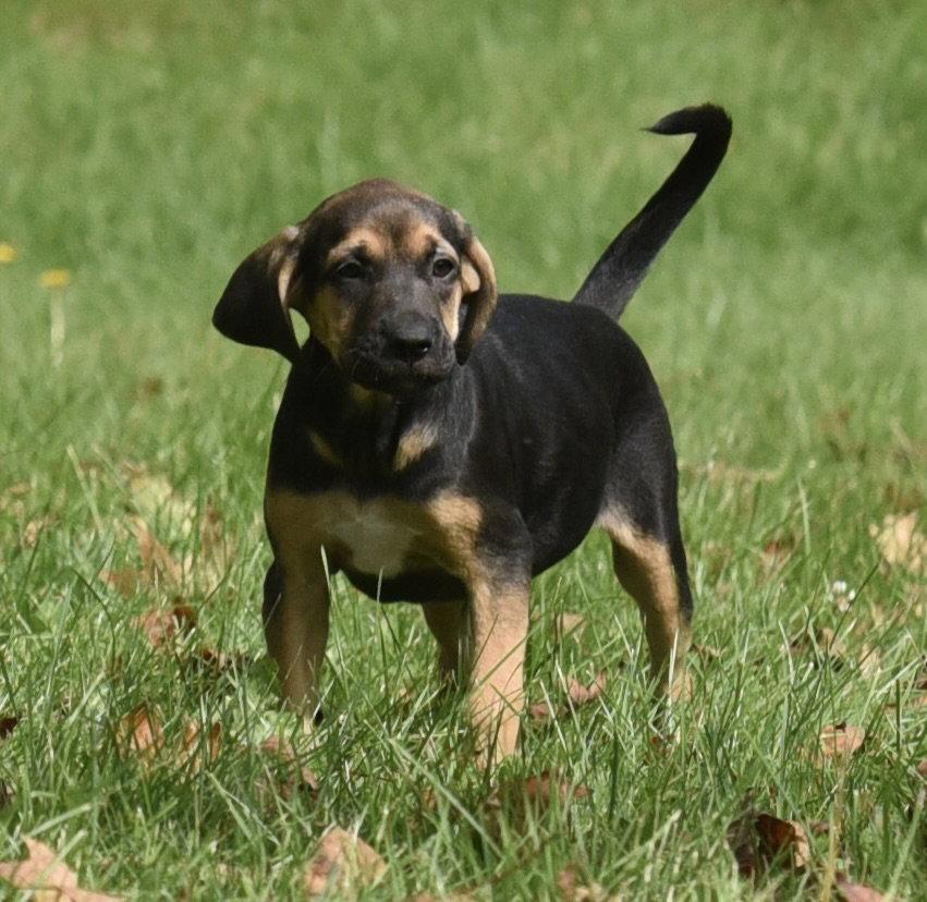 Enlarge Travis, a Adoptable mixed breed in Mechanicsburg, PA image 2/3