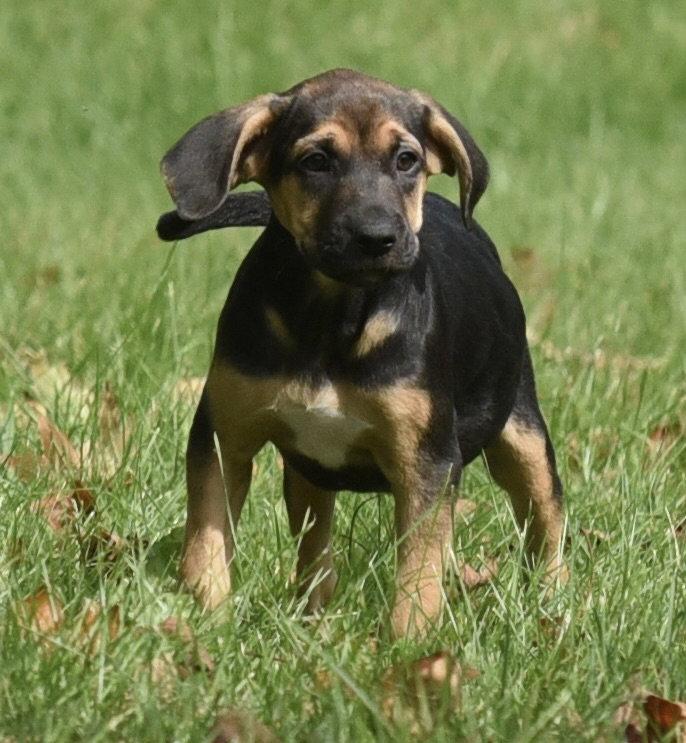 Enlarge Travis, a Adoptable mixed breed in Mechanicsburg, PA image 3/3