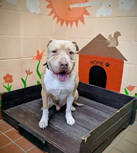 Enlarge STEWIE LOUIE, a Adoptable Pit Bull Terrier in Castaic, CA image 1/1