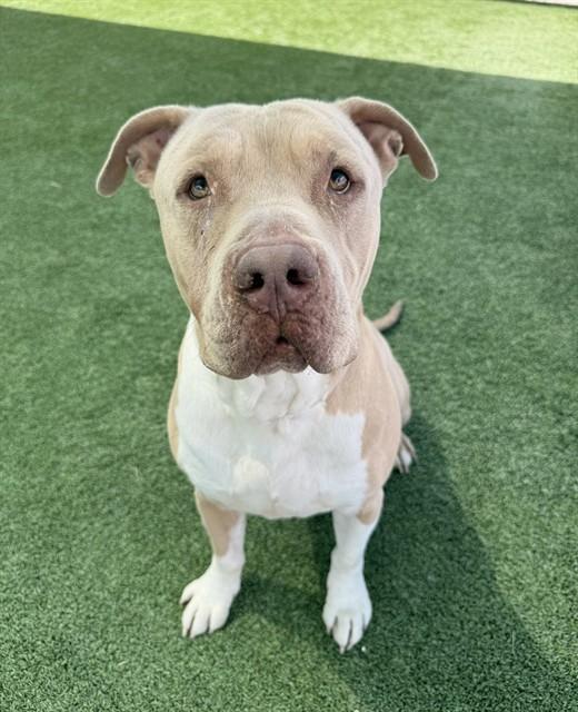 Enlarge STEWIE LOUIE, a Adoptable Pit Bull Terrier in Castaic, CA image 1/1