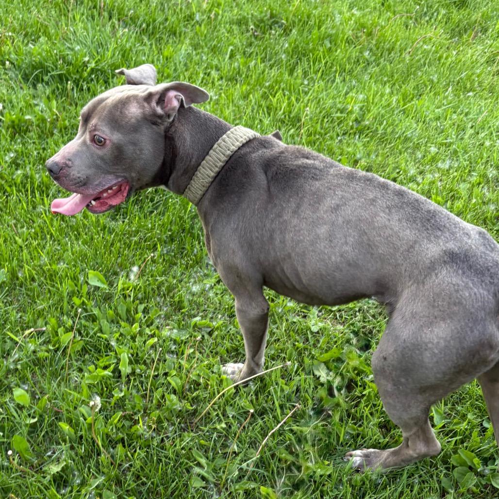 Meech, a ADOPTABLE American Bully in Crookston, MN image 2/2