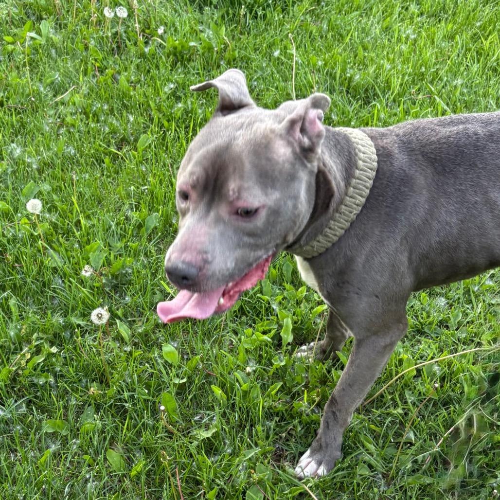 Meech, ADOPTABLE, Adult Male American Bully.