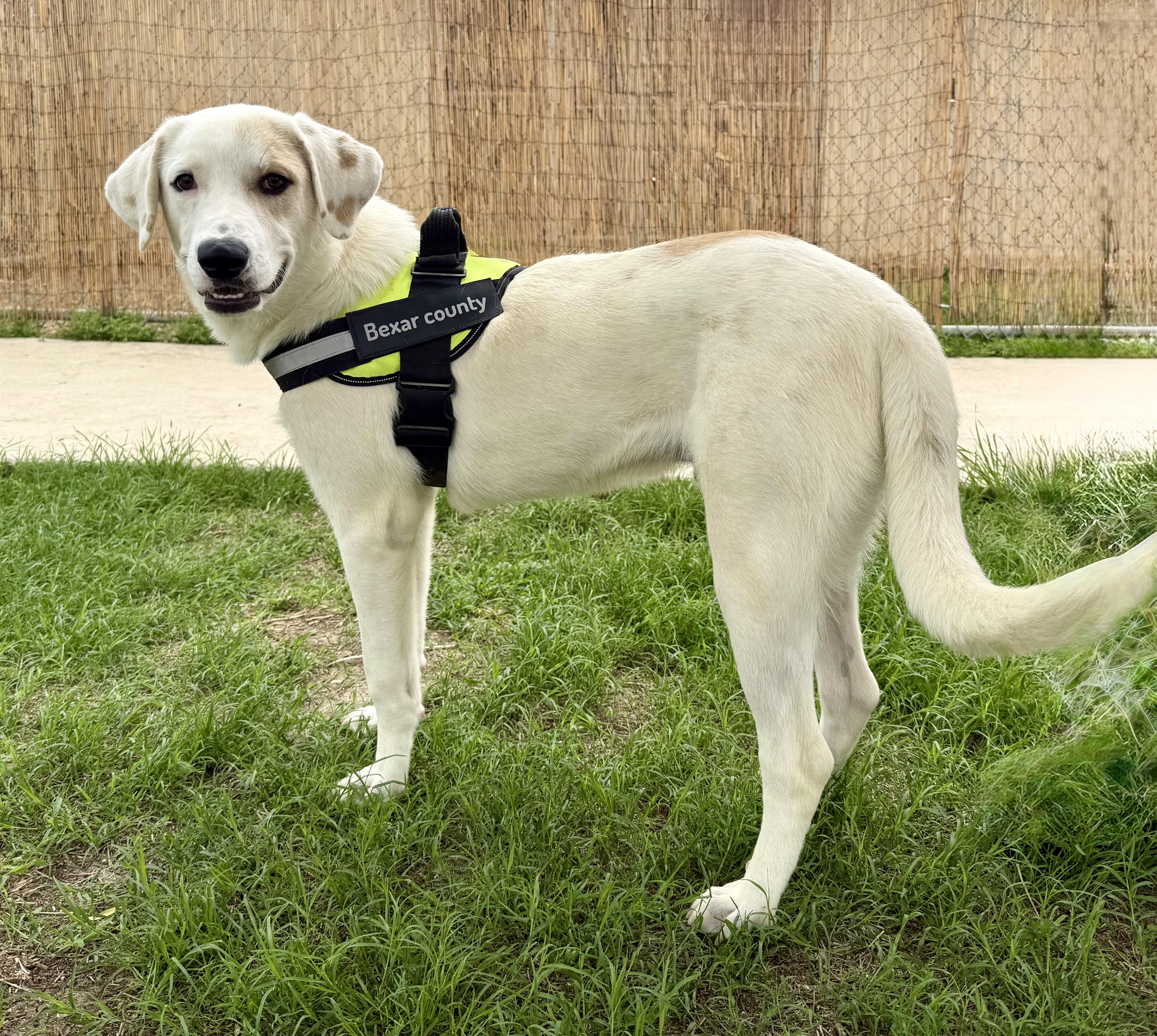Enlarge Royal, a Adoptable mixed breed in Elkhorn, WI image 3/4