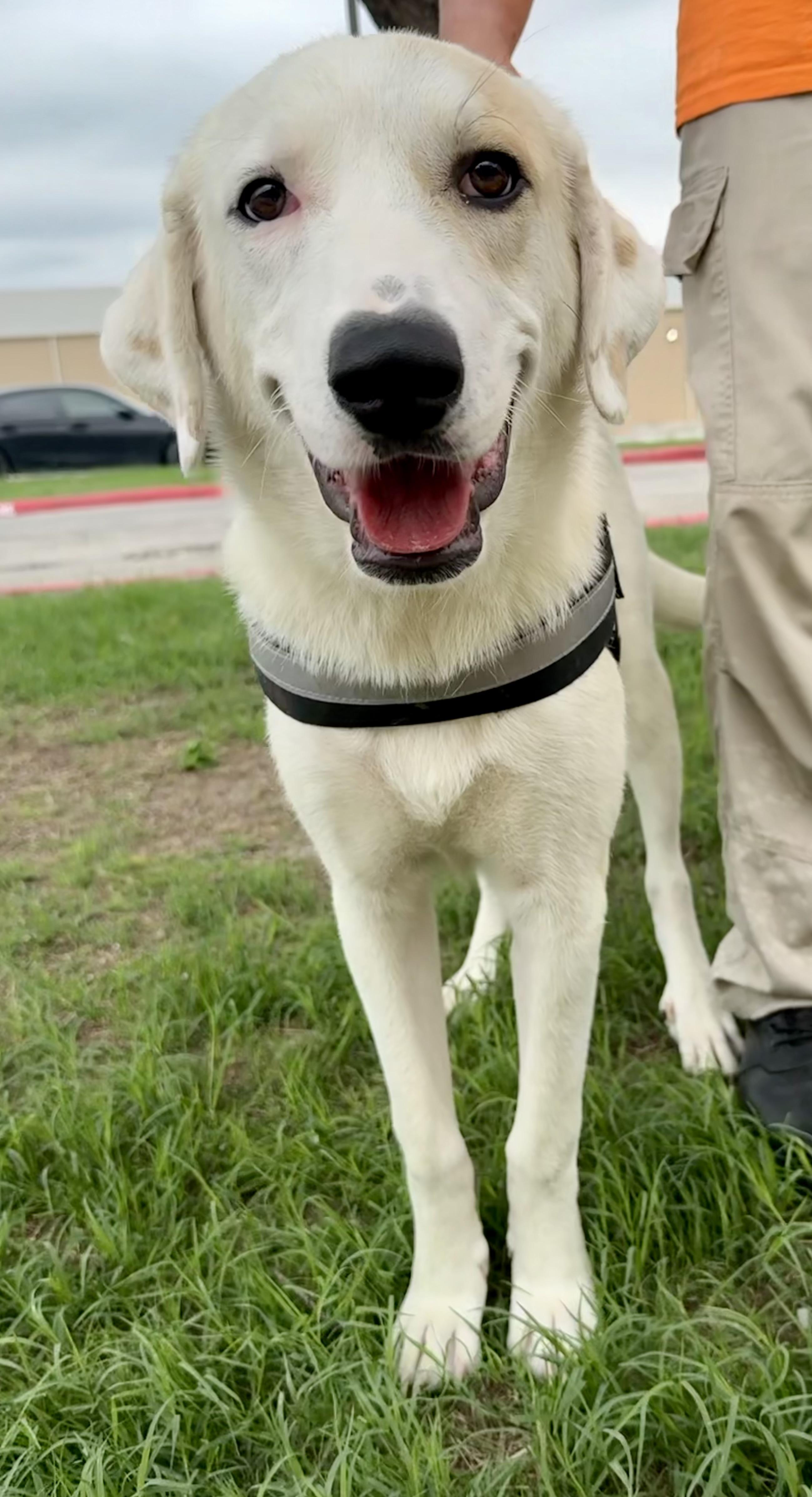 Enlarge Royal, a Adoptable mixed breed in Elkhorn, WI image 4/4