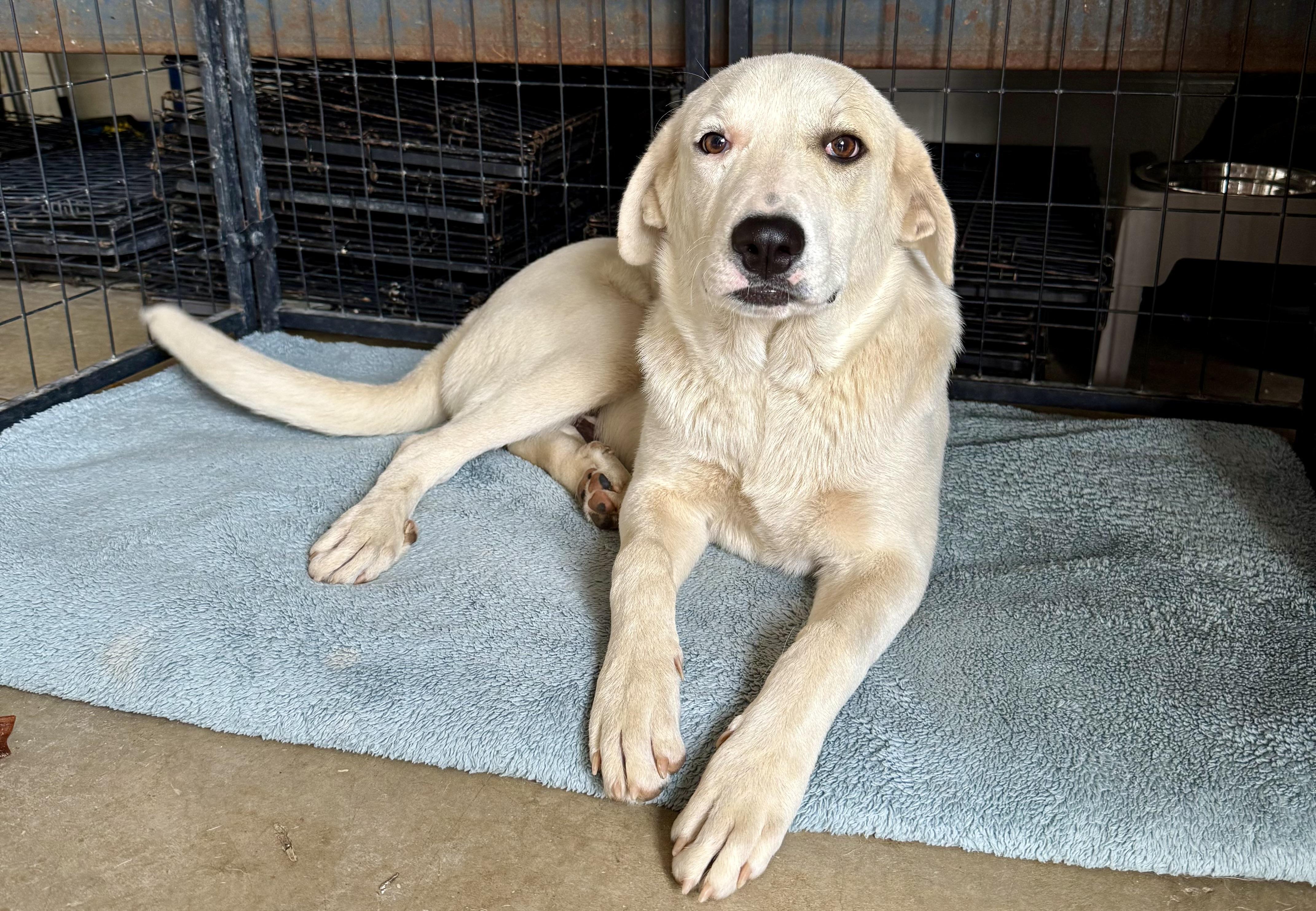 Enlarge Royal, a Adoptable mixed breed in Elkhorn, WI image 2/4