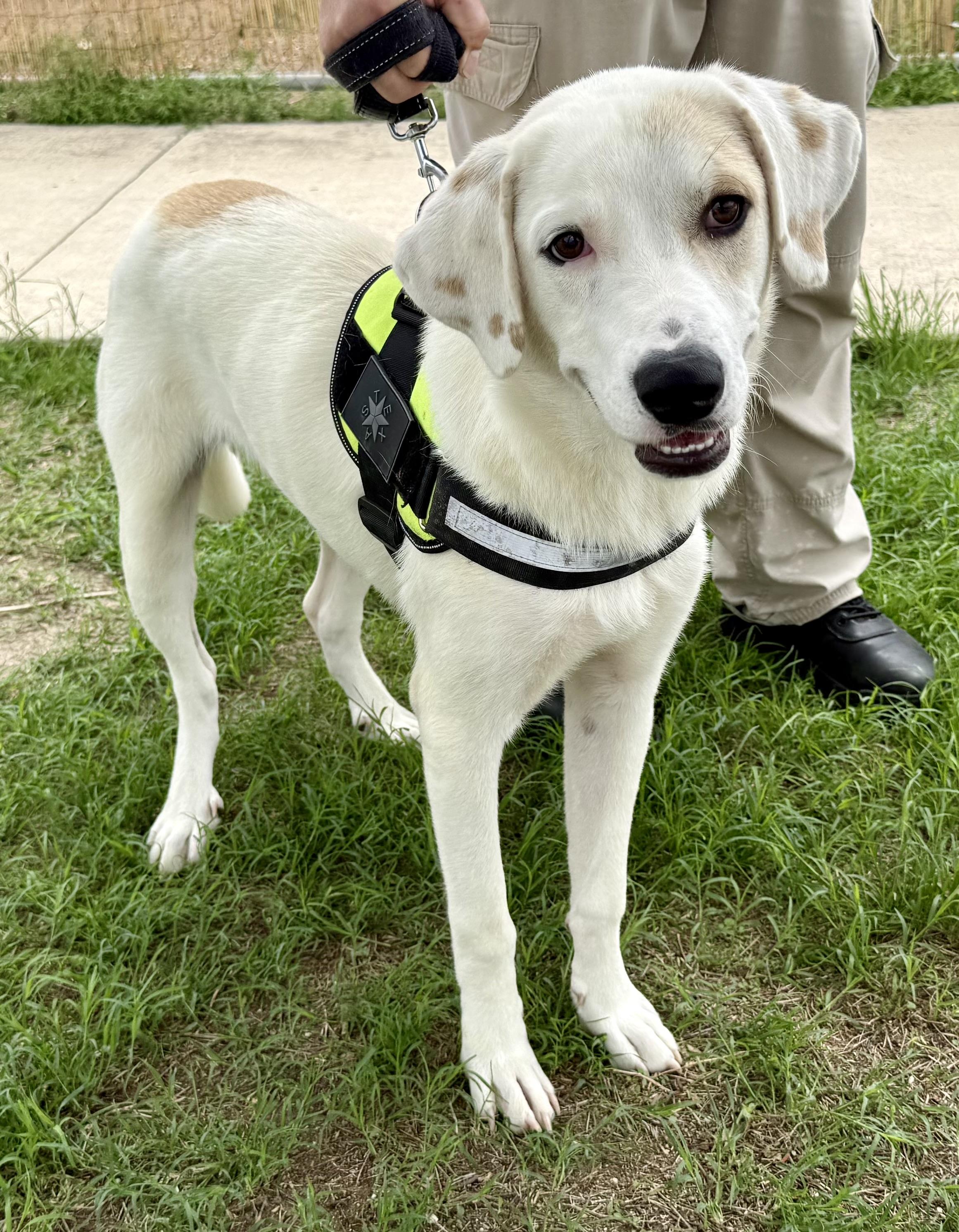 Enlarge Royal, a Adoptable mixed breed in Elkhorn, WI image 1/4