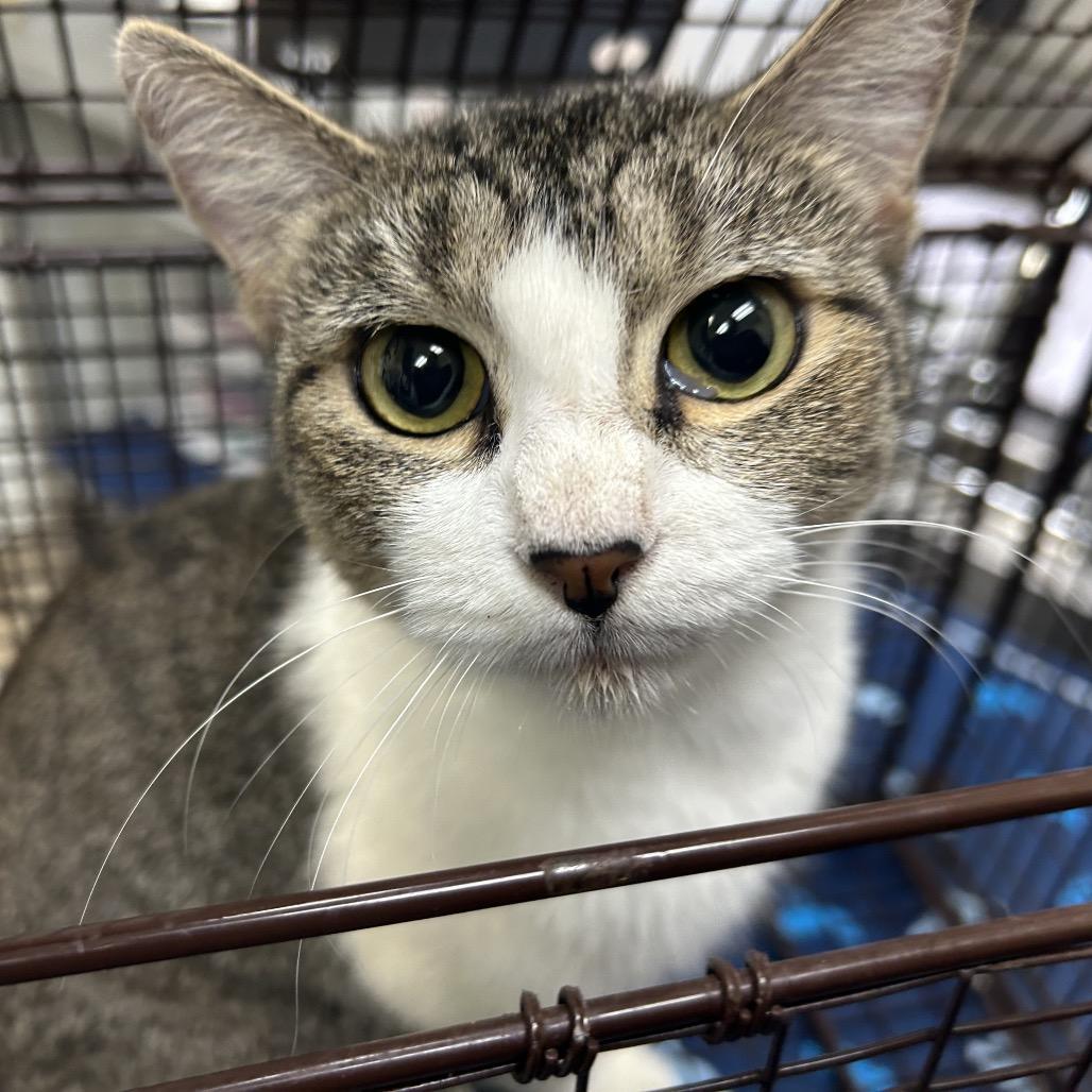 Helen Shivers, Adoptable, Young Female Domestic Short Hair.