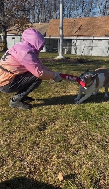 Enlarge Sunny, a Adoptable American Staffordshire Terrier in Lincoln, RI image 6/6