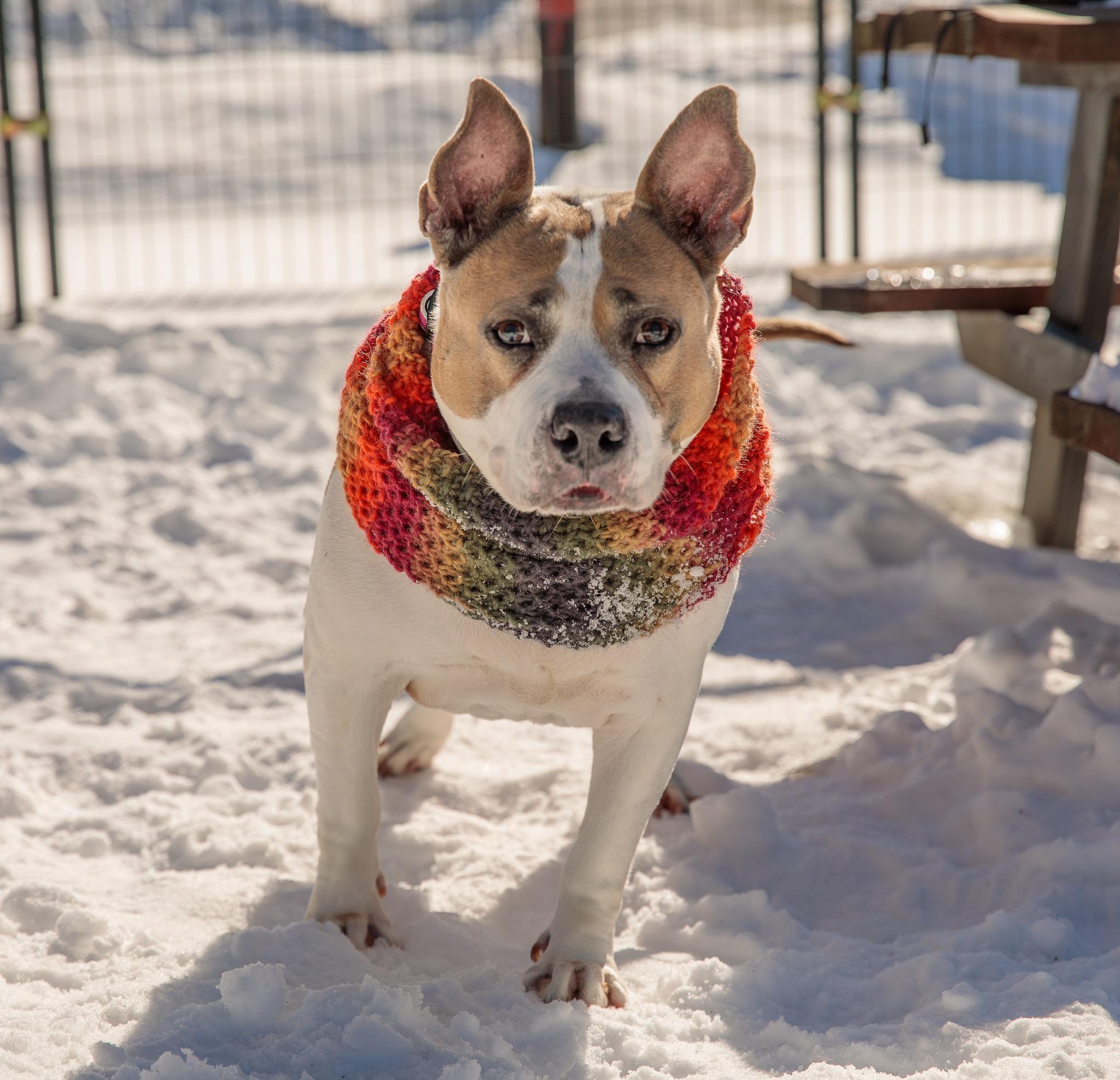 Enlarge Sunny, a Adoptable American Staffordshire Terrier in Lincoln, RI image 6/6