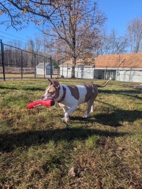 Enlarge Sunny, a Adoptable American Staffordshire Terrier in Lincoln, RI image 3/6