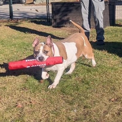 Sunny, Adoptable, Adult Female American Staffordshire Terrier.