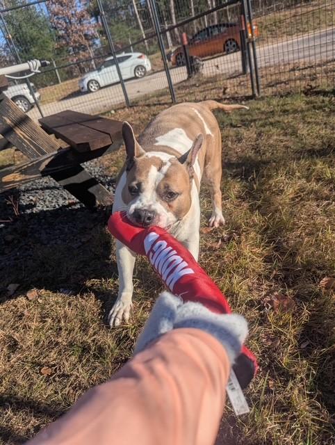 Enlarge Sunny, a Adoptable American Staffordshire Terrier in Lincoln, RI image 2/6