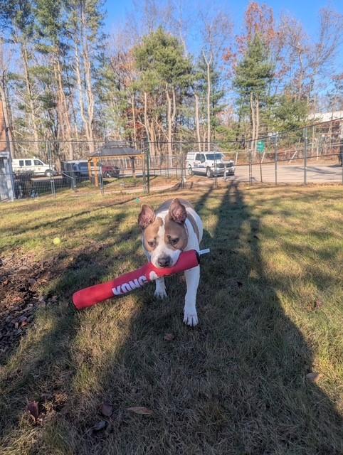 Enlarge Sunny, a Adoptable American Staffordshire Terrier in Lincoln, RI image 4/6