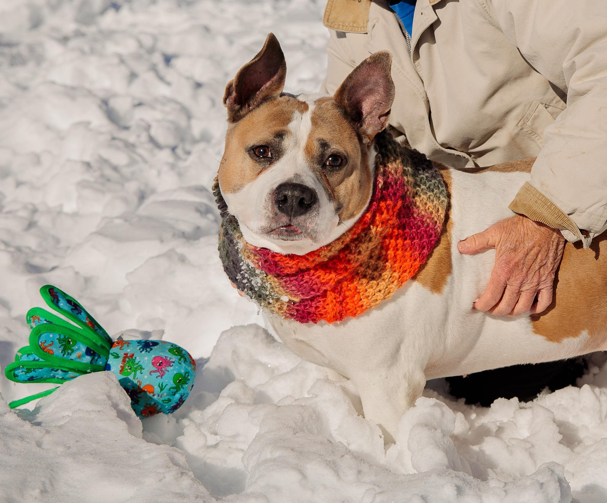 Sunny, Adoptable, Adult Female American Staffordshire Terrier.