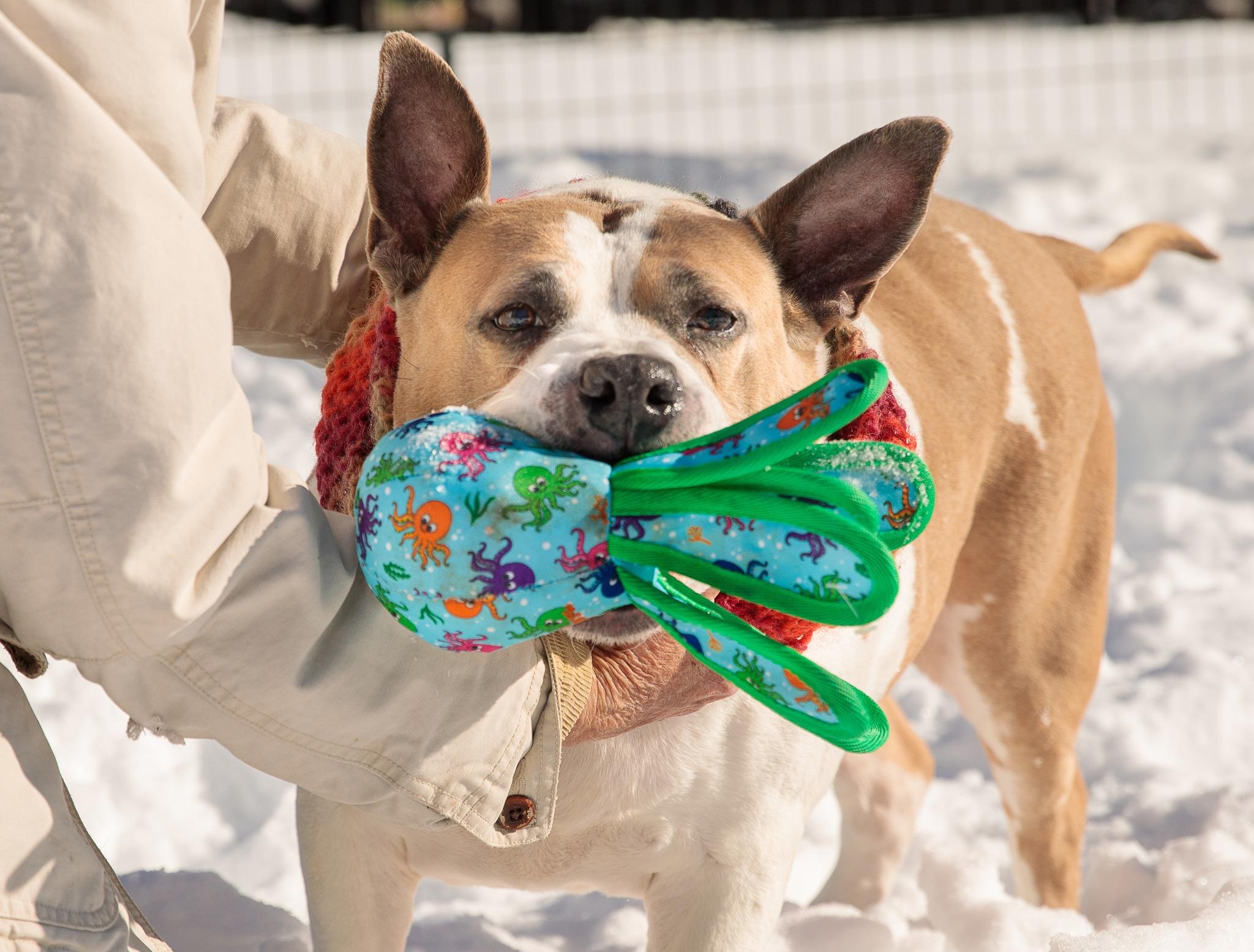 Enlarge Sunny, a Adoptable American Staffordshire Terrier in Lincoln, RI image 5/6