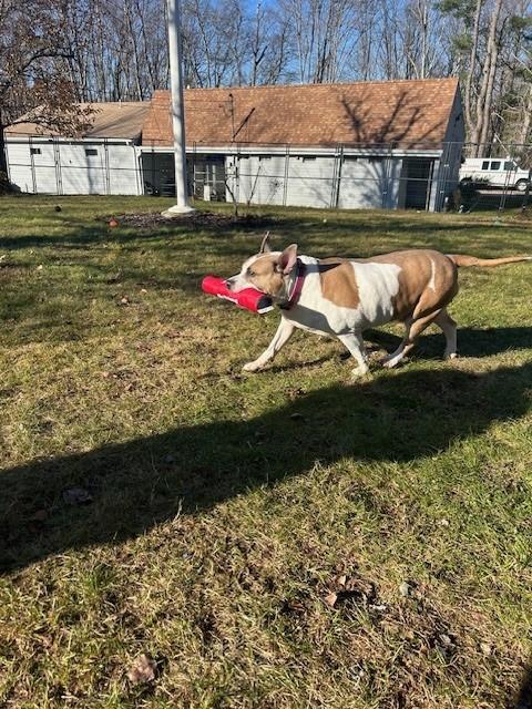 Enlarge Sunny, a Adoptable American Staffordshire Terrier in Lincoln, RI image 5/6
