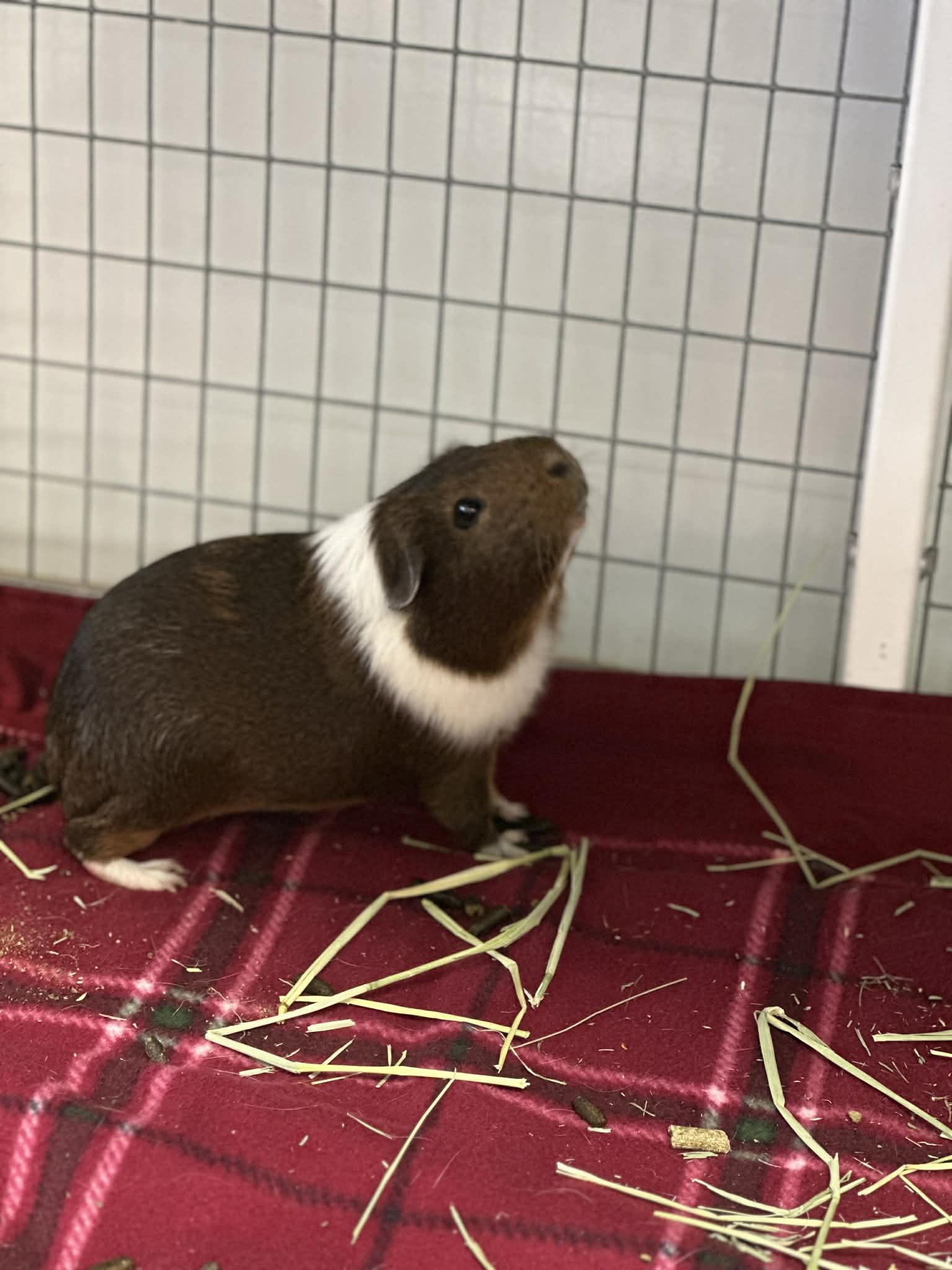 Enlarge Franklin, a ADOPTABLE Guinea Pig in Iowa City, IA image 2/2