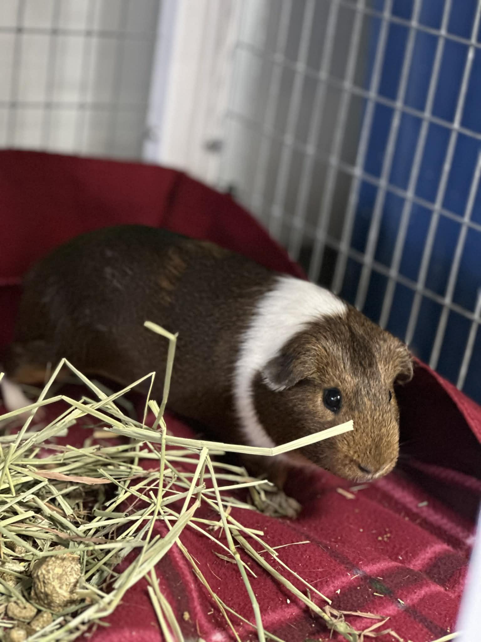 Enlarge Franklin, a ADOPTABLE Guinea Pig in Iowa City, IA image 1/2