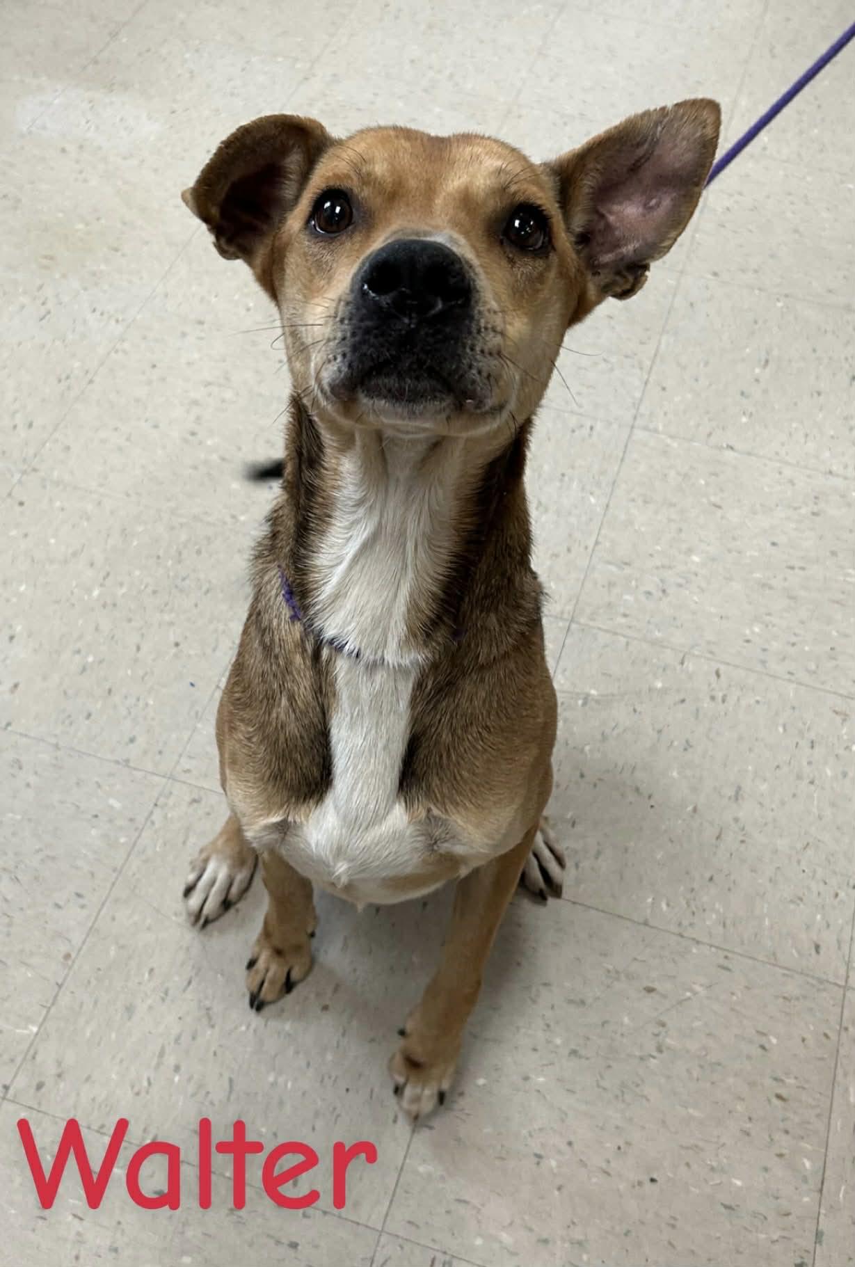 Walter, Adoptable, Young Male Hound & Mixed Breed.