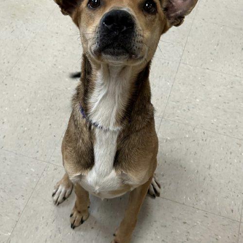 Walter, Adoptable, Young Male Hound & Mixed Breed.