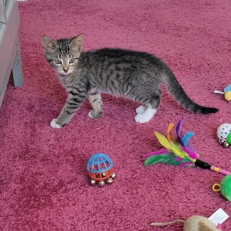 Enlarge Hazel Adopted 10 17 26 w/Betsy, a Adoptable Domestic Short Hair in Wyandotte, MI image 1/3