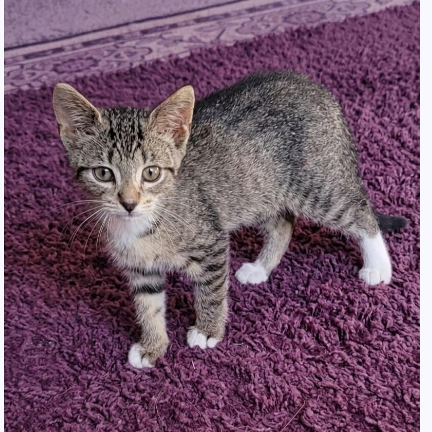 Enlarge Hazel Adopted 10 17 26 w/Betsy, a Adoptable Domestic Short Hair in Wyandotte, MI image 2/3