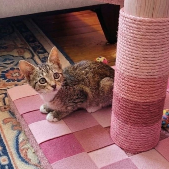 Enlarge Hazel Adopted 10 17 26 w/Betsy, a Adoptable Domestic Short Hair in Wyandotte, MI image 3/3