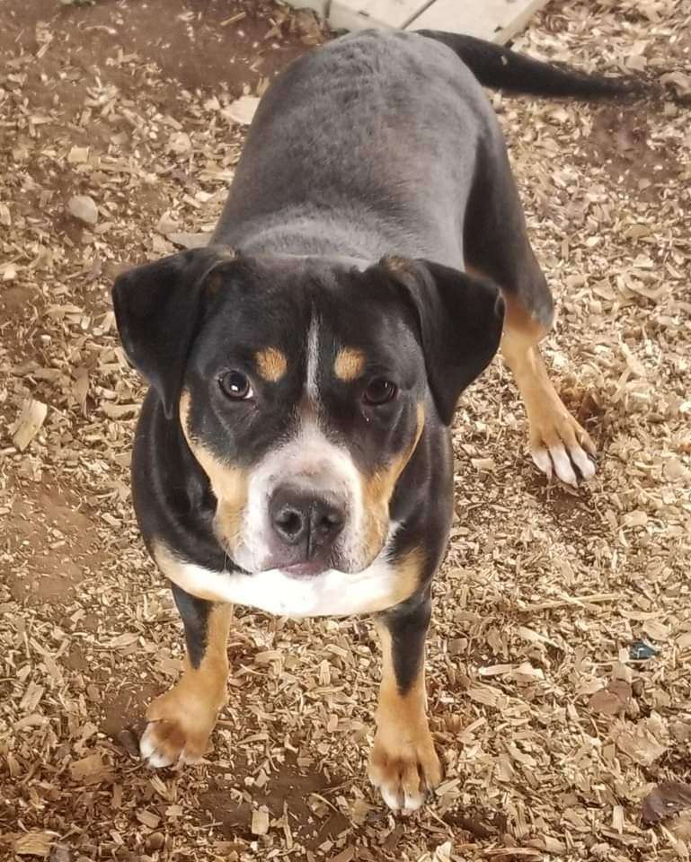 Enlarge Roxy, a Adoptable mixed breed in Jasper, GA image 1/2