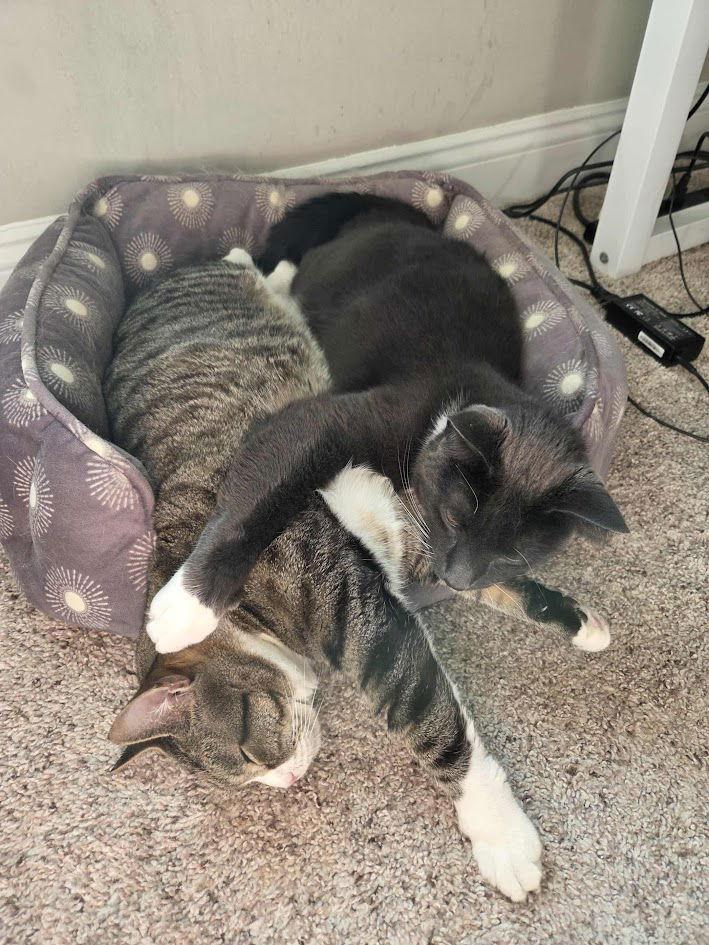 Enlarge Luka, a Adoptable Domestic Short Hair in Delran, NJ image 2/3