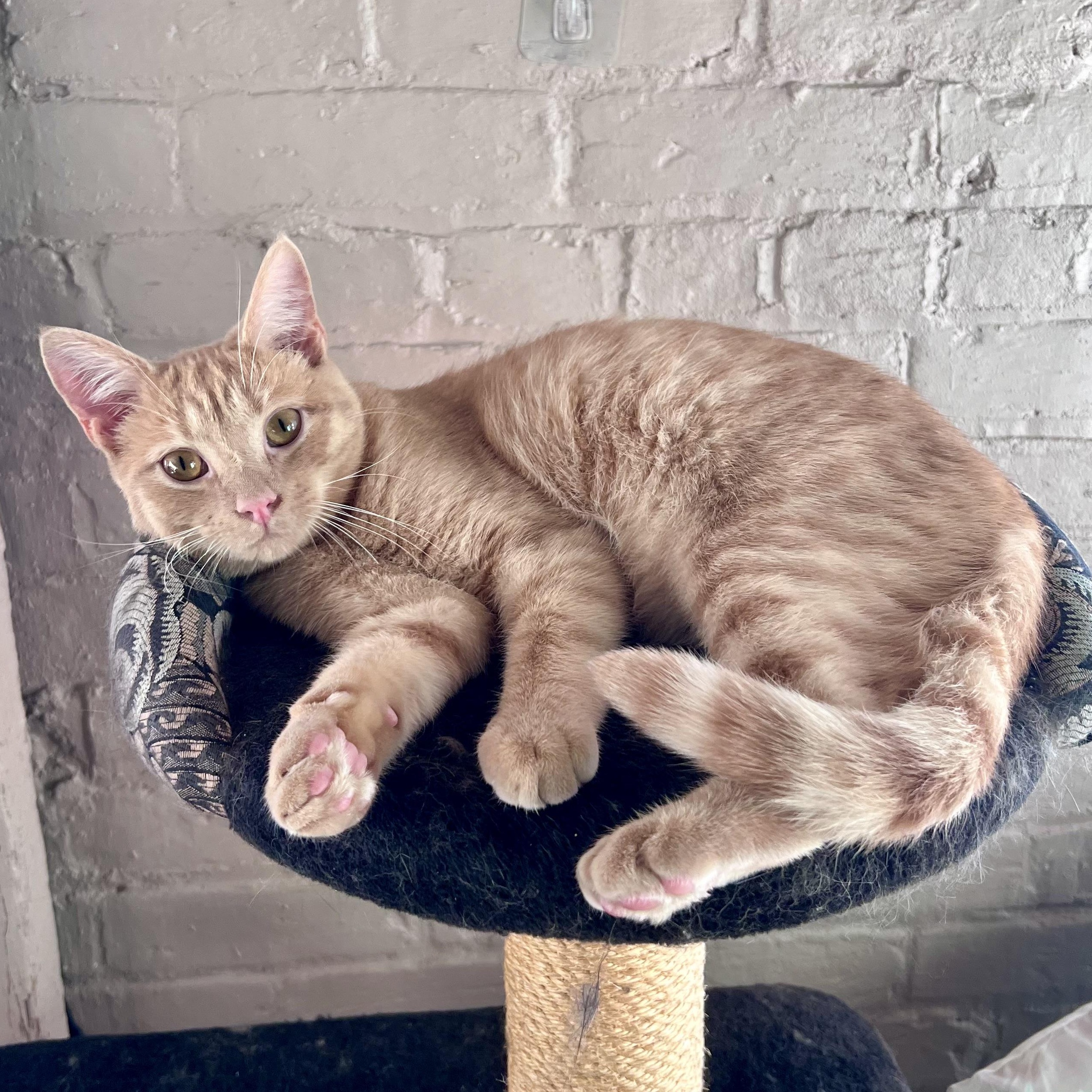 Sumo, a Adoptable Domestic Short Hair in Richmond, VA image 1/5