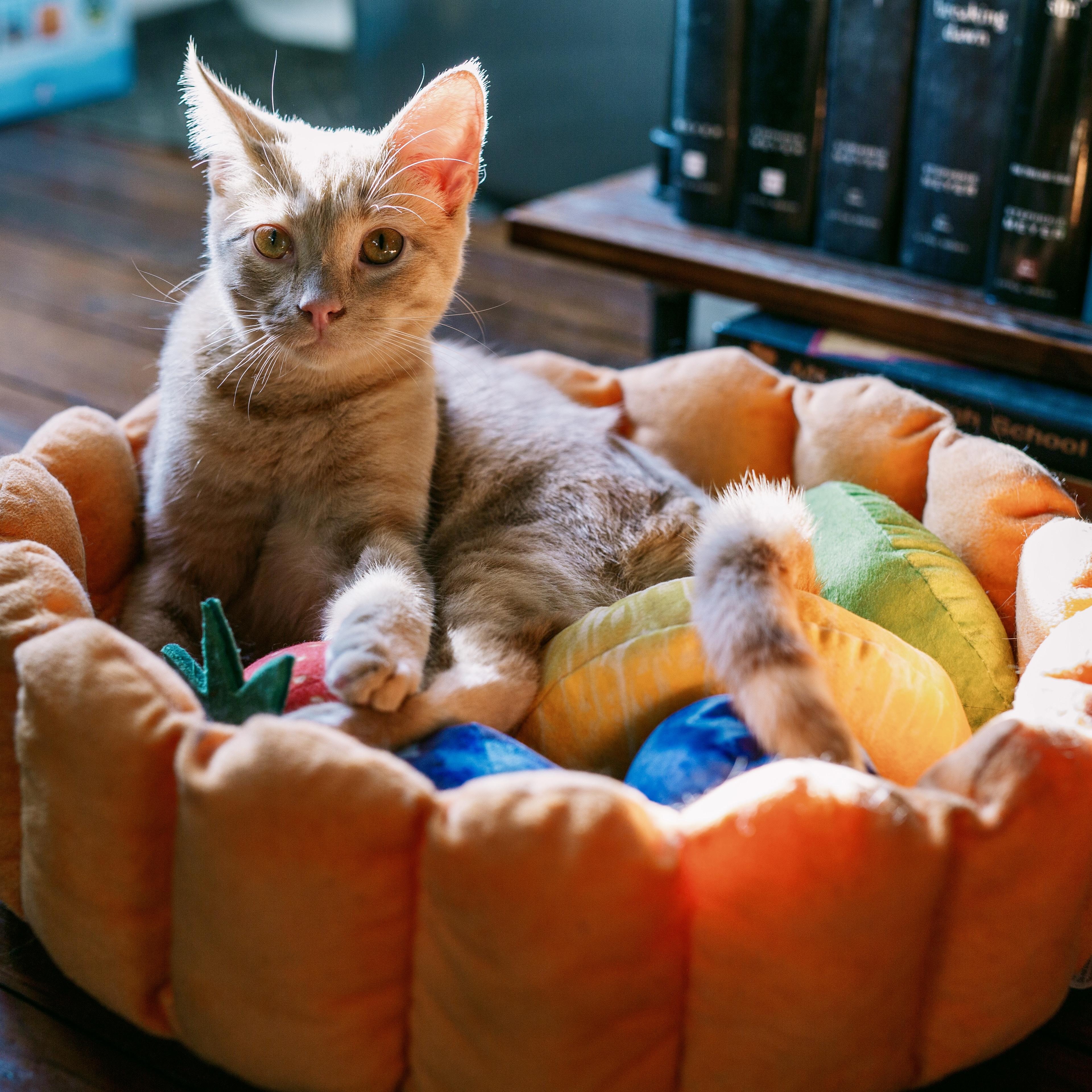 Sumo, a Adoptable Domestic Short Hair in Richmond, VA image 3/5