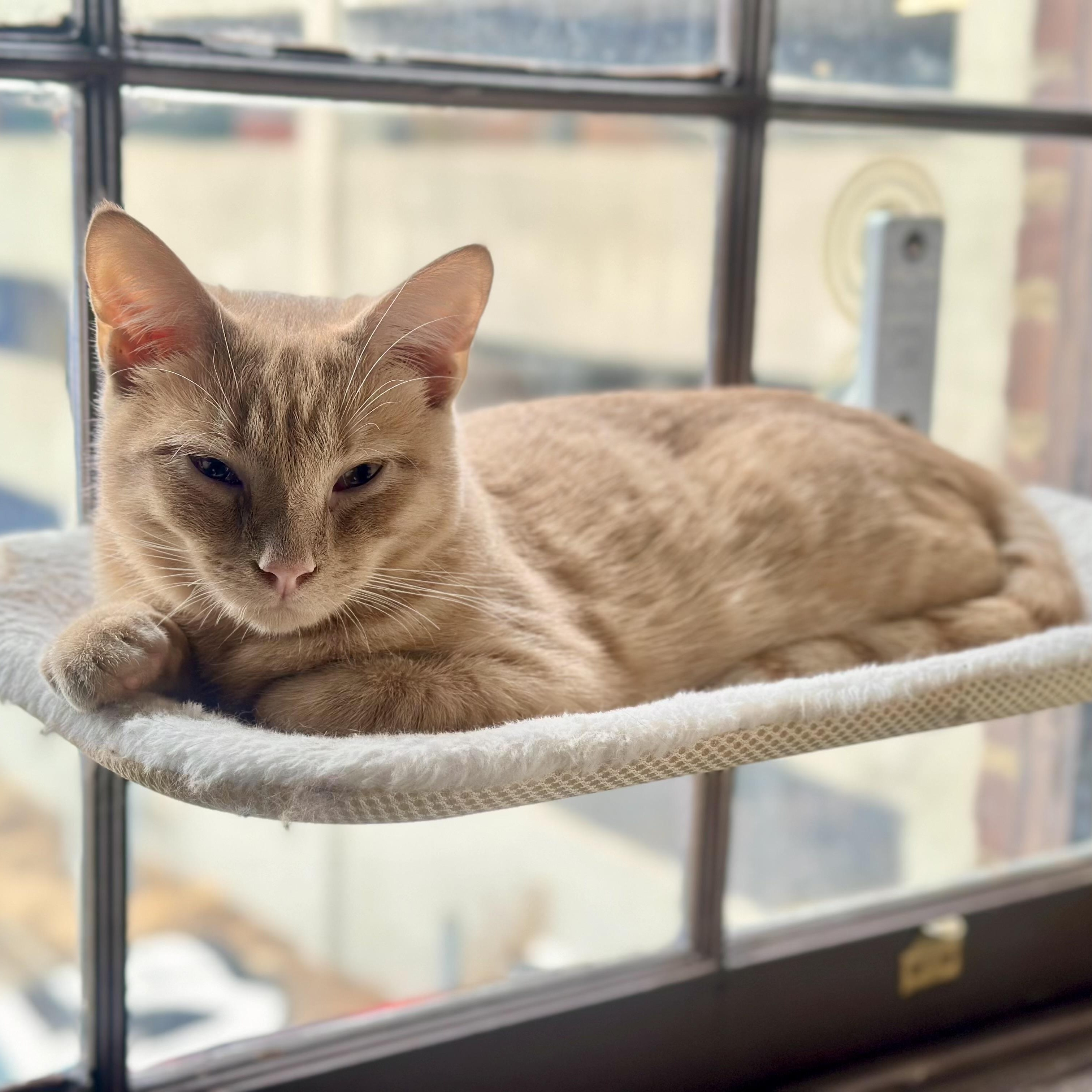 Sumo, a Adoptable Domestic Short Hair in Richmond, VA image 2/5