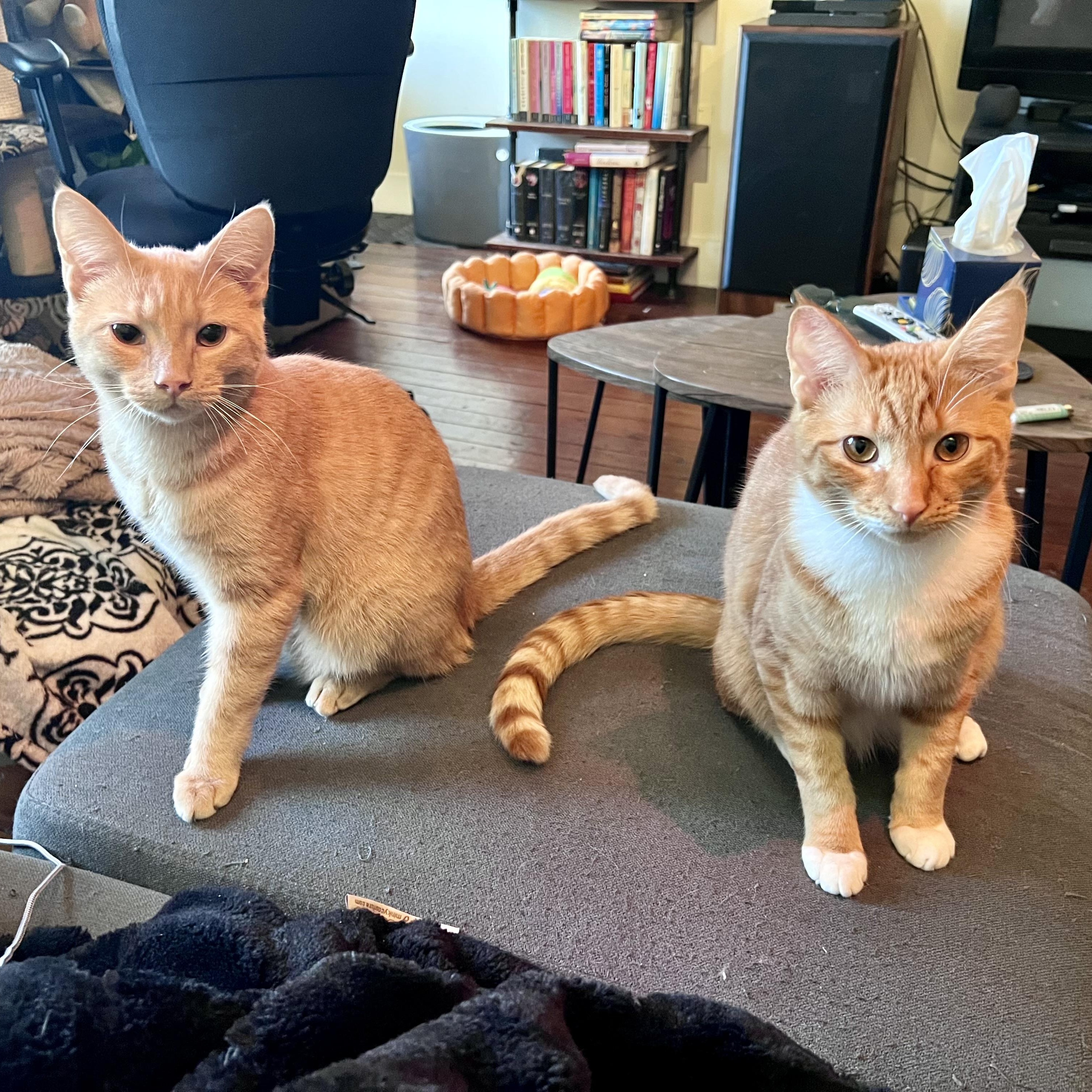 Sumo, a Adoptable Domestic Short Hair in Richmond, VA image 4/5