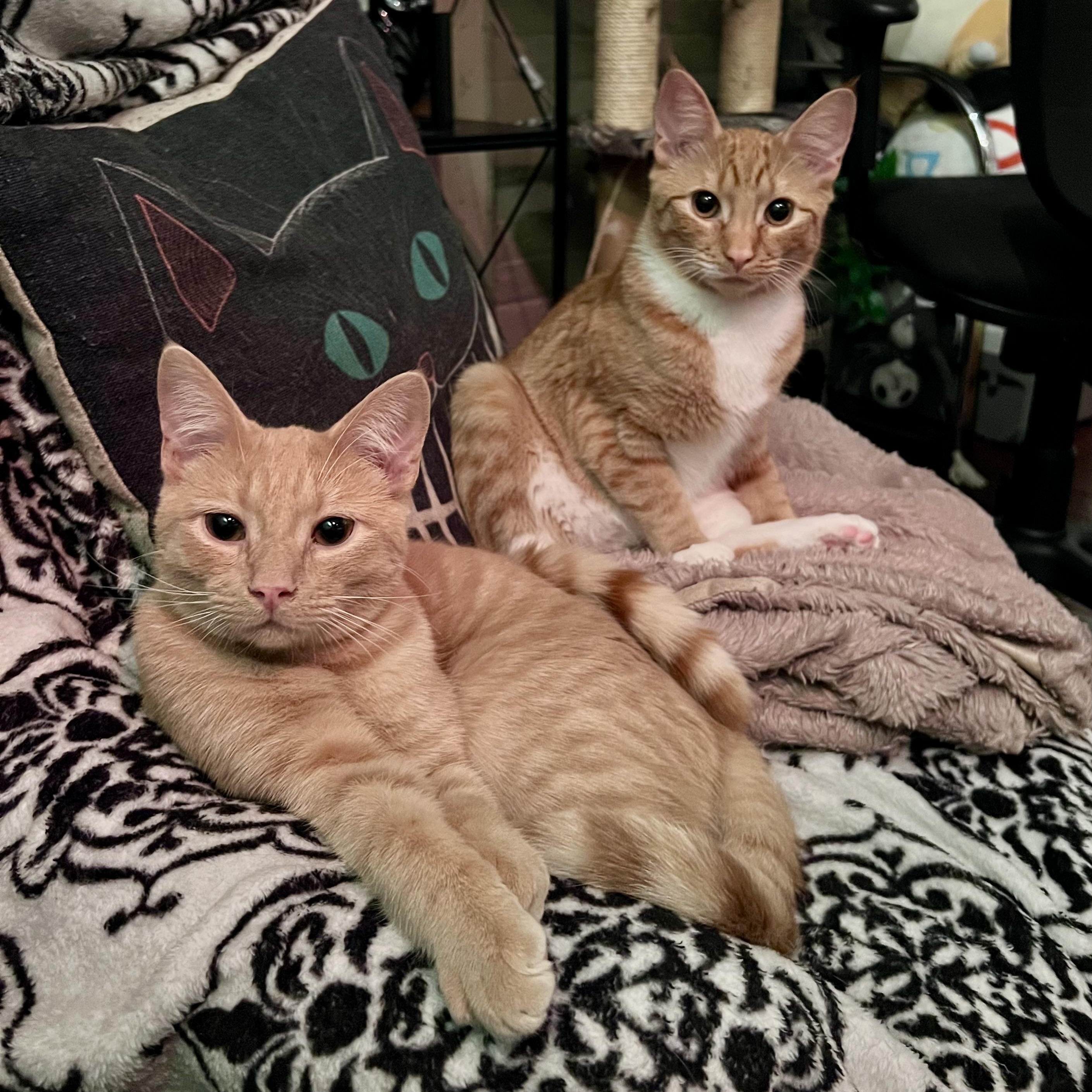 Sumo, a Adoptable Domestic Short Hair in Richmond, VA image 5/5