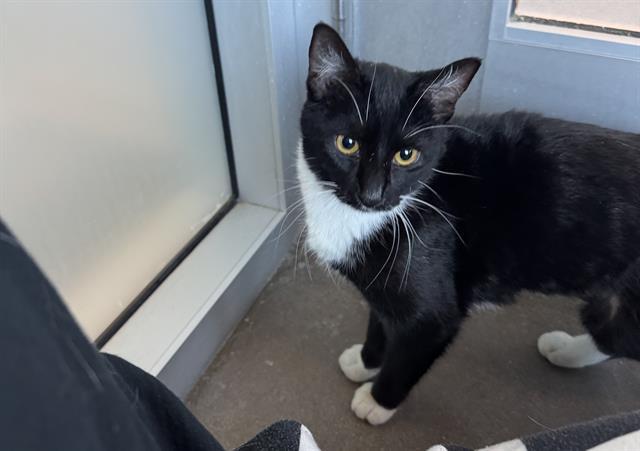 Enlarge TUXIE, a Adoptable Domestic Short Hair in Palo Alto, CA image 1/1
