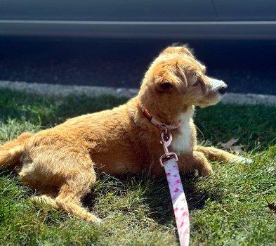 Enlarge Cannoli, a Adoptable mixed breed in Bedford Hills, NY image 5/6
