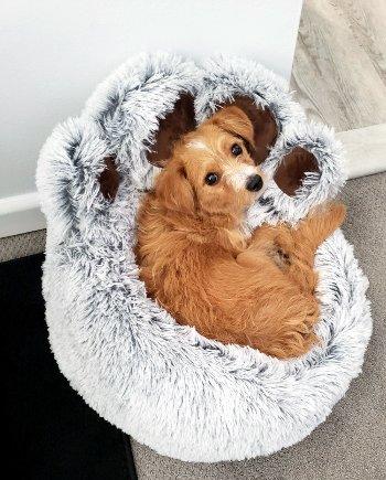 Enlarge Cannoli, a Adoptable mixed breed in Bedford Hills, NY image 1/6