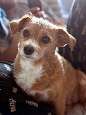 Enlarge Cannoli, a Adoptable mixed breed in Bedford Hills, NY image 3/6