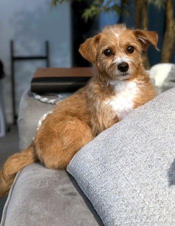 Enlarge Cannoli, a Adoptable mixed breed in Bedford Hills, NY image 6/6