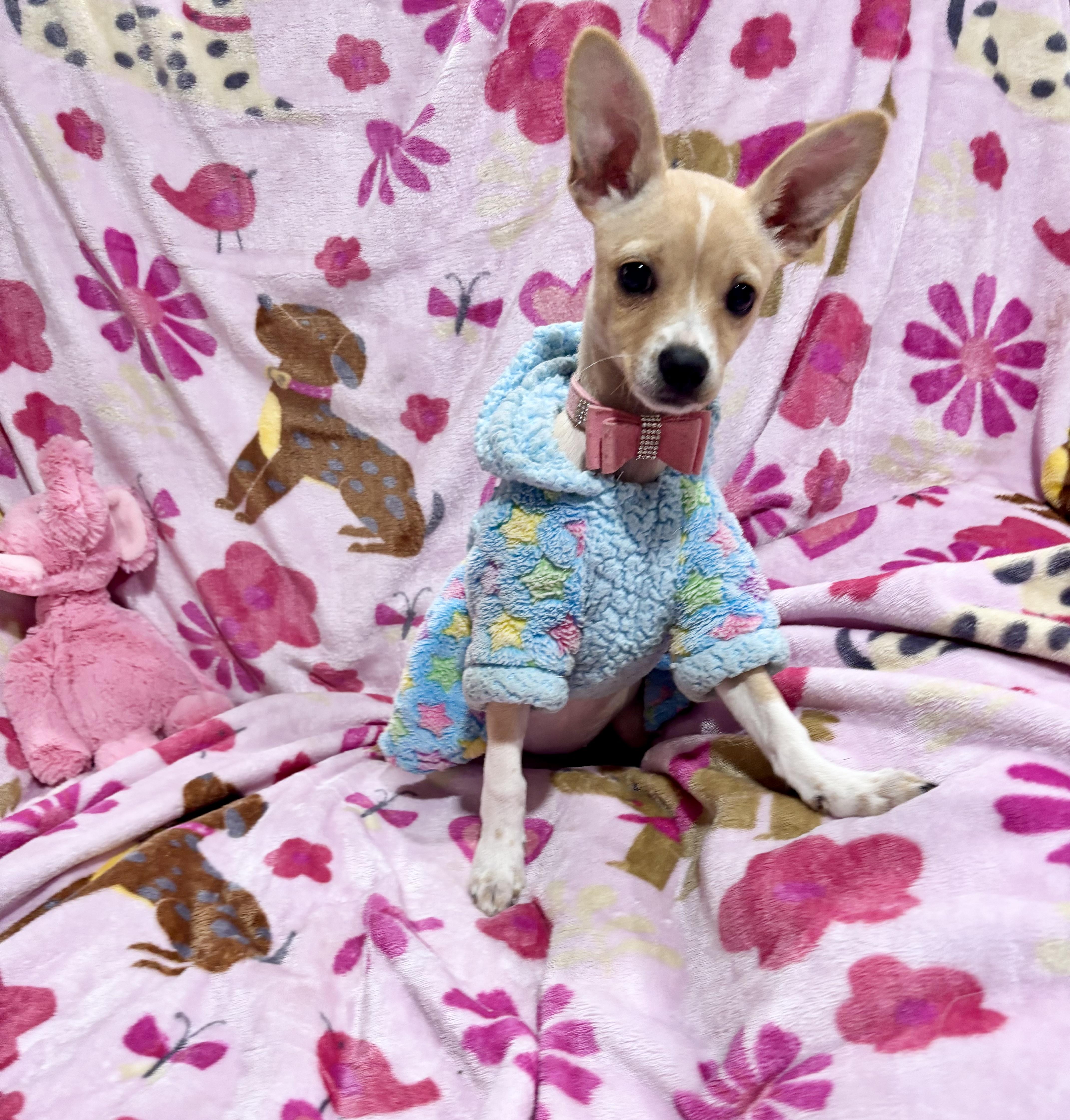 Annie, an adopted Chihuahua in Foster, OR image 1/6