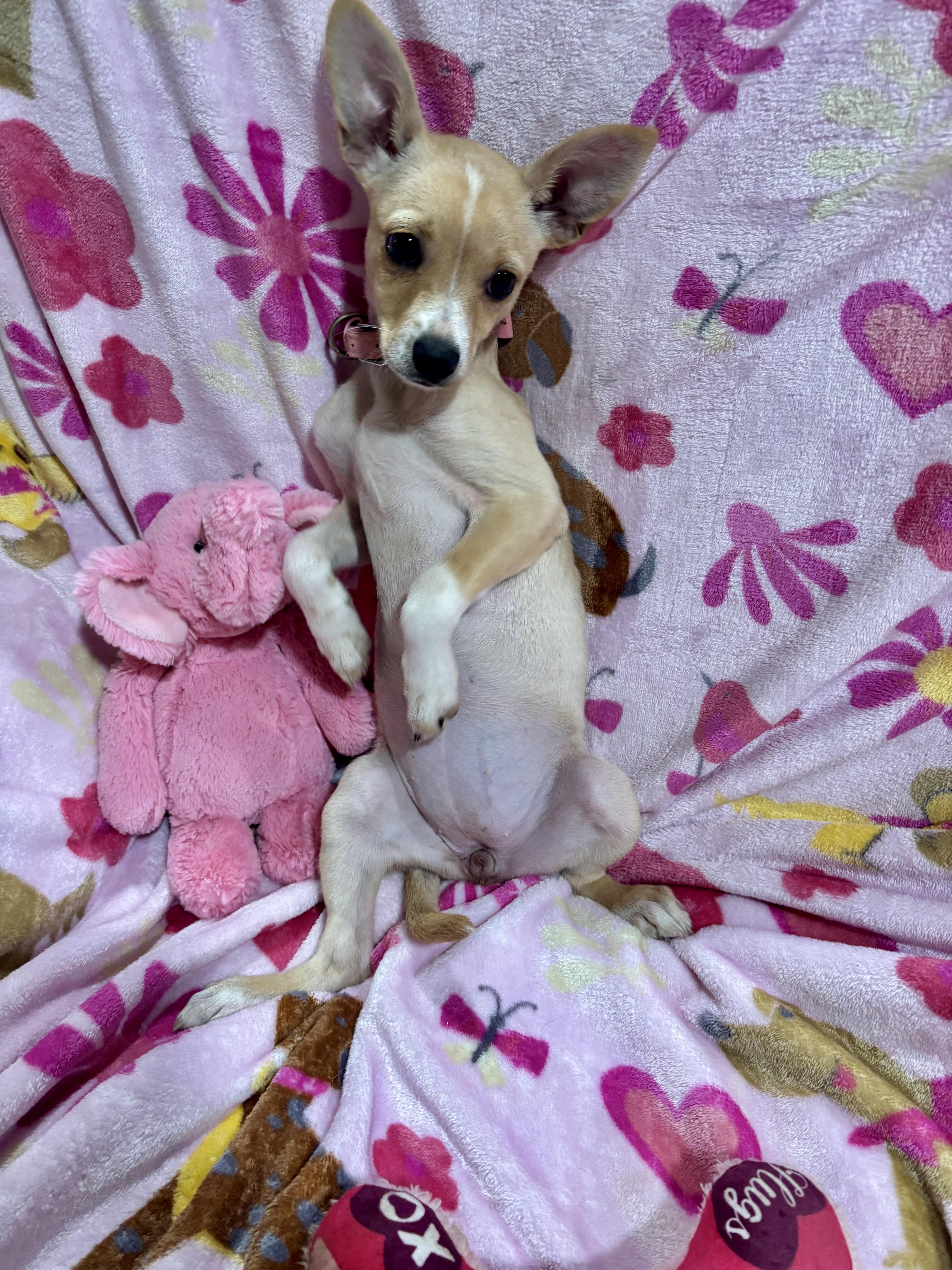 Annie, an adopted Chihuahua in Foster, OR image 4/6